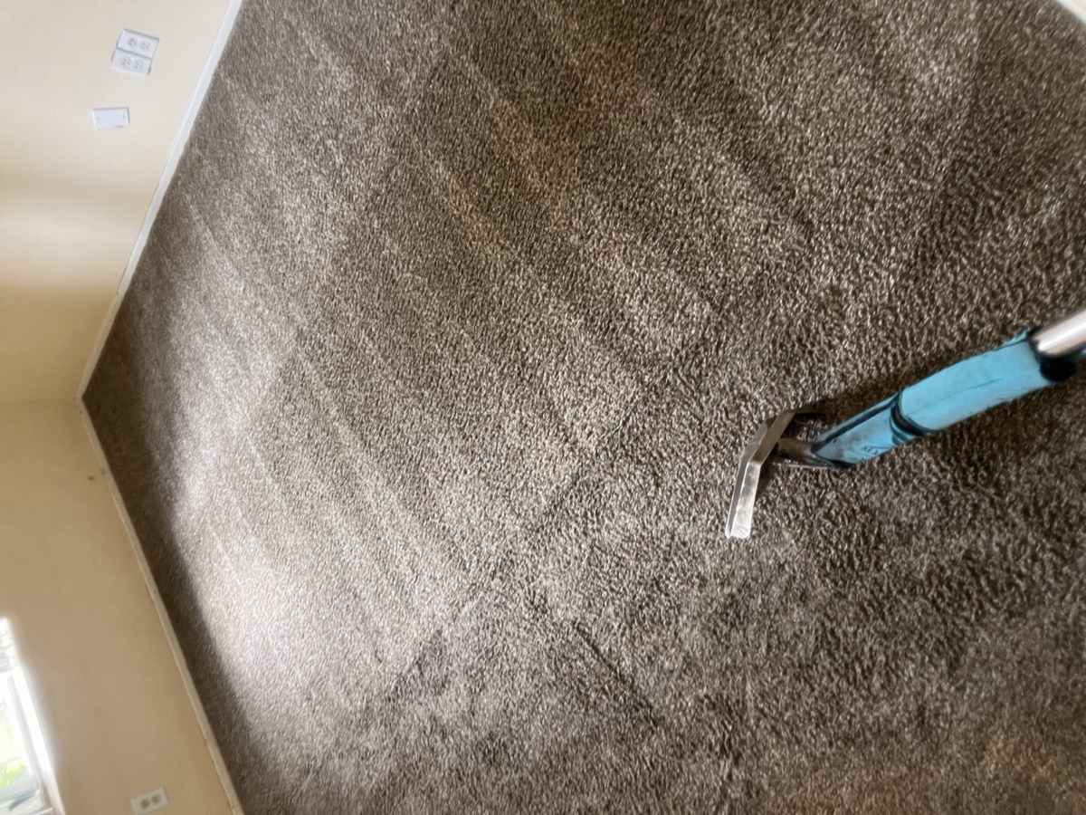 Carpet mid-clean showing a dramatic traffic-lane being lifted